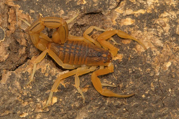 Tłuszczu Tailed Skorpion Hottentotta Rugiscutis Miejscowości Typu Chengalpettu Tamil Nadu — Zdjęcie stockowe