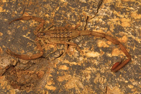 Akrep Uzun Metasoma Kısa Sting Taşıyan Isometrus Vittatus Kabuk Ağaç — Stok fotoğraf