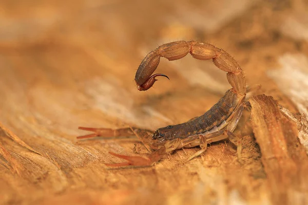 Fat Tailed Scorpion Sting Genus Lychas Pondicherry Tamilnadu India Also — Stock Photo, Image