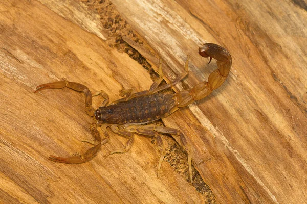 Escorpião Cauda Gorda Género Lychas Pondicherry Tamilnadu Índia Estes Também — Fotografia de Stock