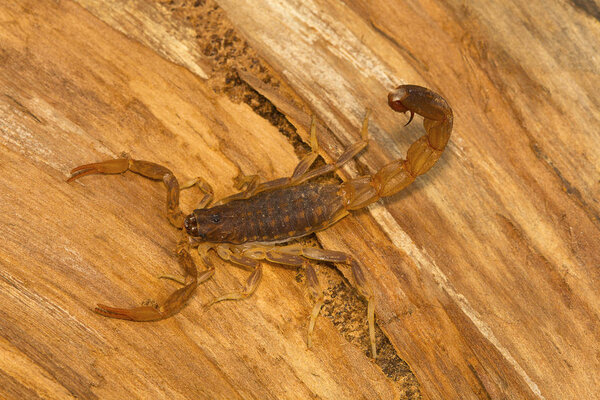 Fat tailed scorpion, genus Lychas from Pondicherry, Tamilnadu, India. These are also known as bark scorpions