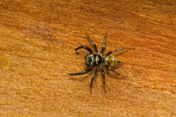 Hoppande Spindel Ingår Phintella Vittata Gemensam Färgglada Spindel Låga Buskar — Stockfoto