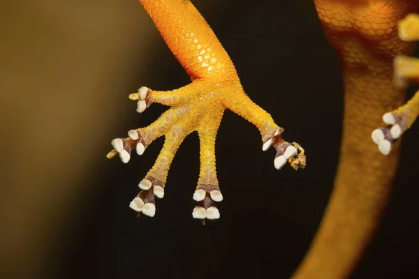 Lamelas Del Geco Dorado Calodactylodes Aureus Visakhapatnam Andhra Pradesh India — Foto de Stock