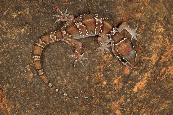 Geckos Colina Térmita São Geckos Razoavelmente Grandes Que Carregam Bandas — Fotografia de Stock