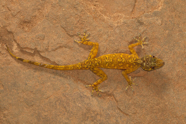 Золотистый геккон, золотистый калодактилод. Висакхапатнам, Андхра-Прадеш, Индия
