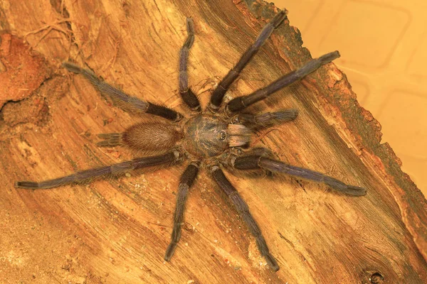 Tarântula Masculina Gênero Chilobrachys Visakhapatnam Andhra Pradesh Índia — Fotografia de Stock