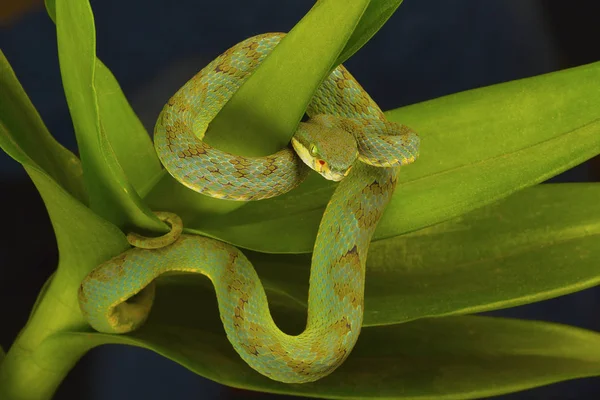 Viper Fossa Bambu Trimeresurus Gramineus Visakhapatnam Andhra Pradesh Índia — Fotografia de Stock