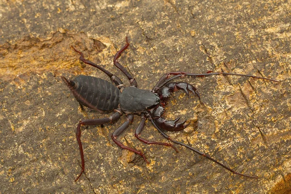 Peitschenschwanzskorpion Visakhapatnam Andhra Pradesh Indien — Stockfoto