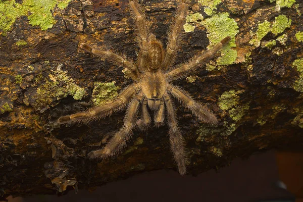 Fán Élő Tarantula Poecilotheria Tigrinawesseli Keleti Ghatok India — Stock Fotó