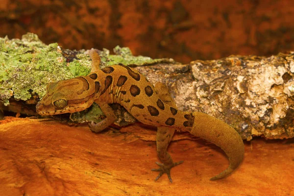 Geco Tierra Nublado Cyrtodactylus Nebulosus Visakhapatnam Andhra Pradesh India — Foto de Stock