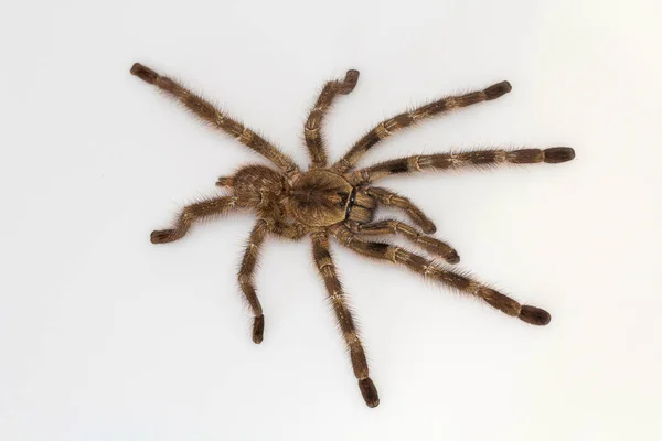 Tarántula Arbórea Poecilotheria Tigrinawesseli Ghats Orientales India — Foto de Stock