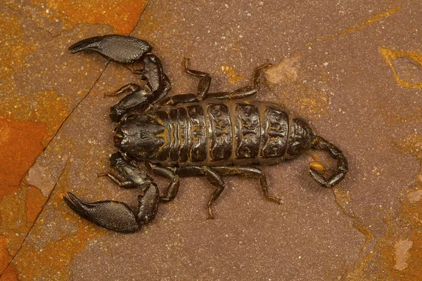 Karzeł Skorpiona Rodzaju Liocheles Żyją Szczeliny Skałach Zalesionych Obszarów — Zdjęcie stockowe