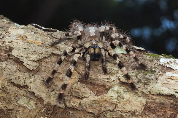 Trädlevande Tarantula Poecilotheria Tigrinawesseli Östra Ghats Indien — Stockfoto