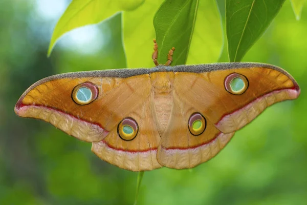 Tussar Hedvábí Moth Kanger Ghati Národní Park Bastar District Čhattísgarh — Stock fotografie