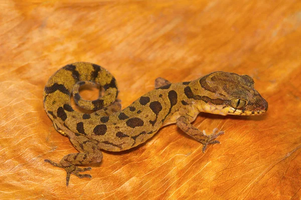 Elborult Földi Gecko Cyrtodactylus Nebulosus Fel Chhattisgarh India — Stock Fotó