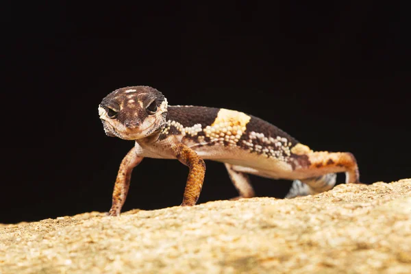 Gekon Lamparci East Indian Eublepharis Hardwickii Ghaty Wschodnie Vaizag Andhra — Zdjęcie stockowe