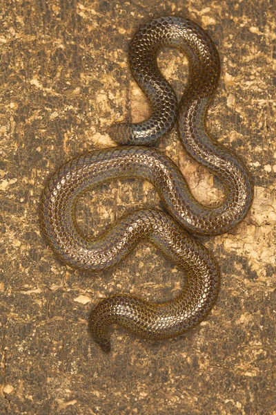 艾略特的 Shieldtail Uropeltis Ellioti Kaas 高原西部高止山脉 萨塔拉区 马哈拉施特拉邦 — 图库照片