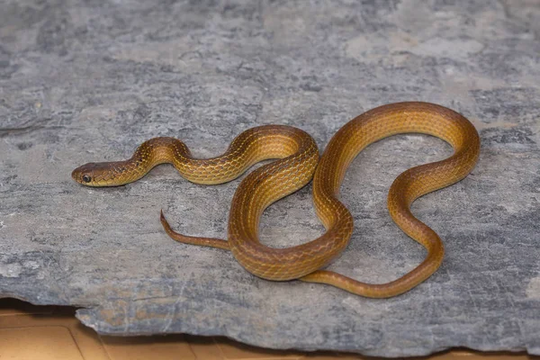 Serpent Cou Rayé Liopeltis Calamaria Rare Plateau Kaas District Satara — Photo