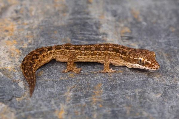 Satara Levél Toed Gecko Hemidactylus Sataraensis Chalkewadi Satara District Maharashtra — Stock Fotó