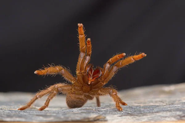 Uma Tarântula Gênero Heterophroctus Criada Agressão Mostrando Suas Presas Distrito — Fotografia de Stock