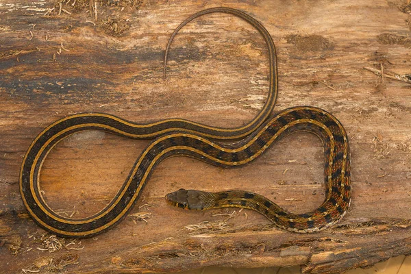 Buff Listrado Keelback Serpente Amphiesma Stolata Kaas Planalto Distrito Satara — Fotografia de Stock