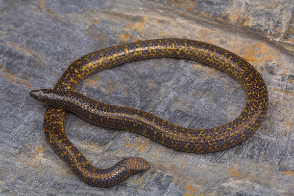 Queue Bouclier Non Identifiée Forme Serpent Uropeltis Bangalore Karnataka Inde — Photo