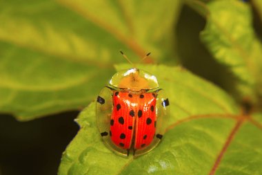 Kaplumbağa kabuk böceği. Aspidomorpha miliaris. Aarey koloni, Mumbai, Maharashtra, Hindistan.