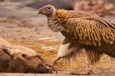 Himalaya Griffon akbaba, Gyps himalayensis, Panna kaplan rezerv, Rajasthan, Hindistan