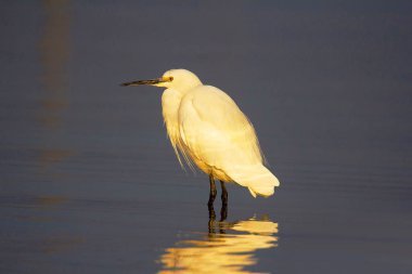 Küçük ak balıkçıl, Egretta garzetta, Chambal Nehri, Rajasthan, Hindistan