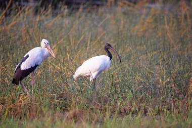 Bill Stork, Anastomus oscitans ve Kara başlı aynak Tadoba Andhari kaplan rezerv, Maharashtra, Hindistan açın