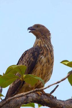 Oriental arı şahini, Pernis ptilorhynchus, Tadoba Andhari kaplan rezerv, Maharashtra, Hindistan