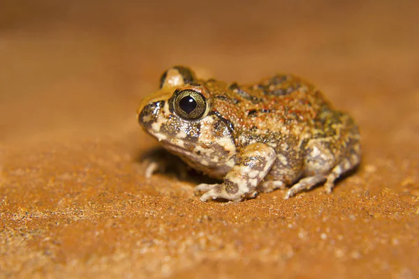 Indiska Hålhäckande Groda Sphaerotheca Breviceps Bangalore Karnataka Indien Detta Liten — Stockfoto