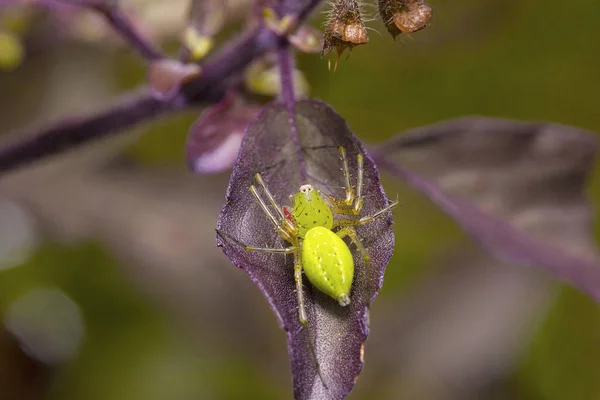 绿山猫蜘蛛 Peucetia Pondicherry 印度泰米尔纳德邦 — 图库照片