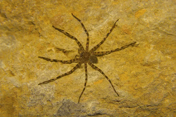 Aranha Caçadora Heteropoda Parque Nacional Sanjay Gandhi Mumbai Maharashtra Índia — Fotografia de Stock