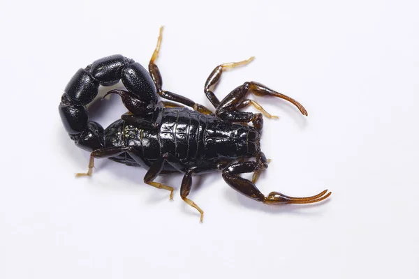 Scorpion Orthochirus Tamilnadu Inde — Photo