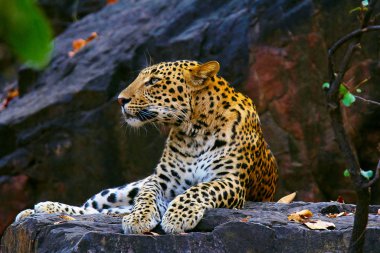 Indian Leopard, Panthera pardus fusca, Ranthambhore Tiger Reserve, Rajasthan, India clipart