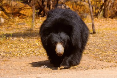 Tembel ayı, Melursus ursinus, Daroji kutsal ayı, Karnataka, Hindistan
