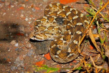 Schocker'ın gördüm ölçekli Viper, çöl engereği sochureki, Jaisalmer, Rajasthan, Hindistan