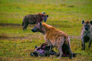 Spotted Hyena with kill, Kenya, Africa clipart
