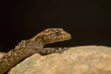 Gürler gün Gecko, Cnemaspis kadina, Kaas, Maharashtra, Hindistan. 