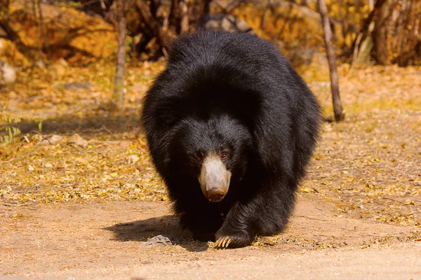 Urso Preguiça Melursus Ursinus Daroji Bear Sanctuary Karnataka Índia — Fotografia de Stock