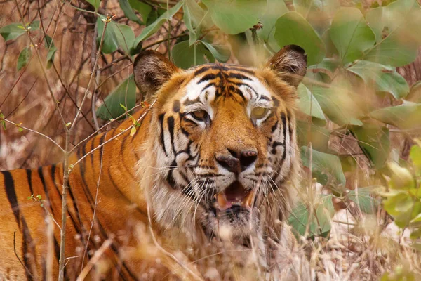 Panthera Тигр Тигр Bamera Bandhavgrh Заповідник Тигр Мадх Прадеш — стокове фото