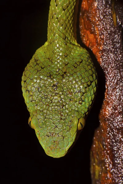 Bambus Zmiji Trimeresurus Trávolistý Hřbetní Hlava Váhy Matheran Maharashtra Indie — Stock fotografie