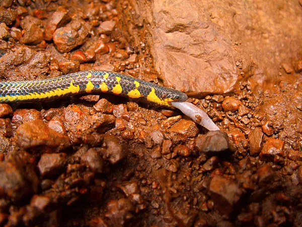 Bicatenate Pajzs Farok Kígyó Uropeltis Bicatenata Krisztina Maharashtra India — Stock Fotó