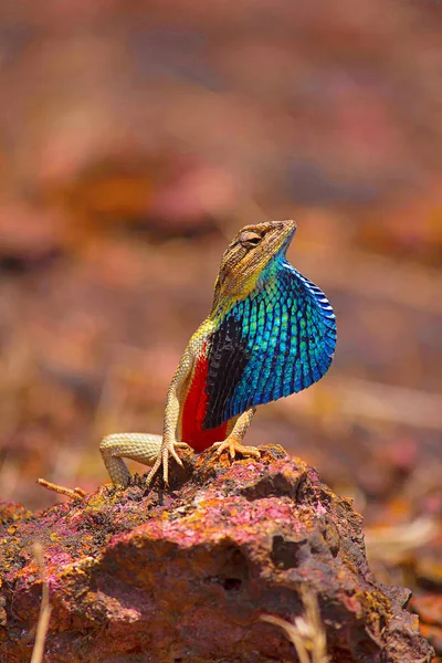 Ventilador Lagarto Garganta Masculina Sitana Ponticeriana Mostrando Ventilador Satara Maharashtra — Foto de Stock