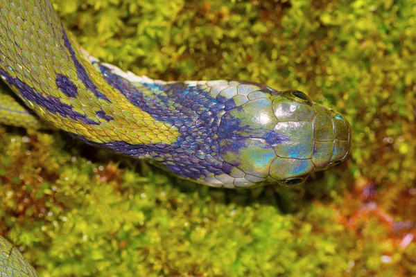 Keelback Verde Macropisthodon Plumbicolor Chorla Ghat Karnataka India — Foto de Stock