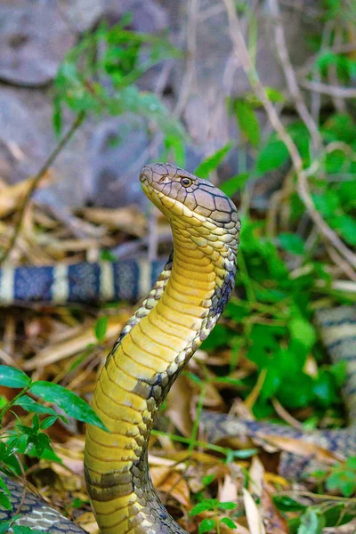 King Cobra Ophiophagus Hannah Corbett Tiger Reserve Uttarakhand Índia — Fotografia de Stock