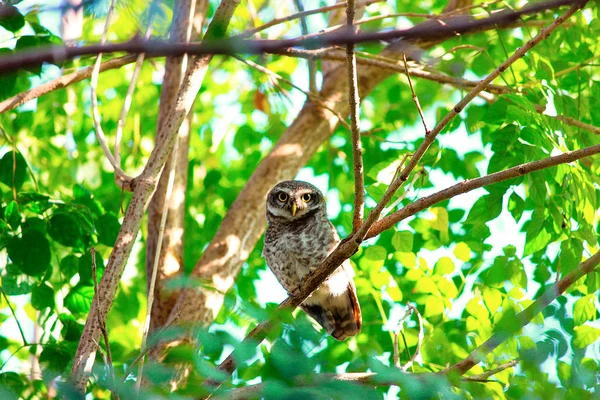 Maculato Owlet Kanha Tiger Reserve Madhya Pradesh India — Foto Stock