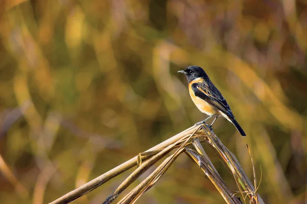 Stonchat Reserva Del Tigre Dudhwa Uttar Pradesh India — Foto de Stock