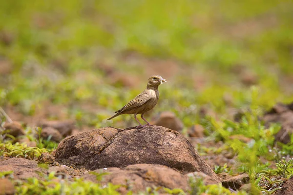 Ashy Crowned Sparrow Lark Eremopterix Griseus Adulto Com Matar Feminino — Fotografia de Stock